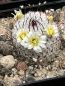 Preview: Mammillaria perezdelarosae ssp. andersoniana var. longispina-GCG12621